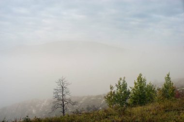 Alçak dağlarda sisli bir yaz şafağı