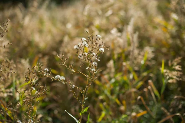 Golden Autumn Yellow Reeds Small Lake — Stock Photo, Image