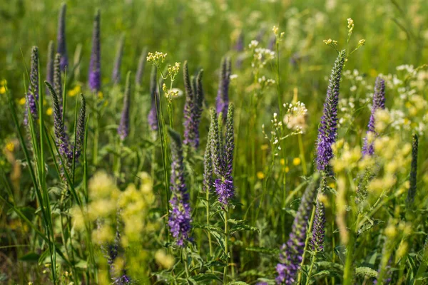 Campo Floración Verde Verano Por Separado Cultivo Flores Púrpura —  Fotos de Stock