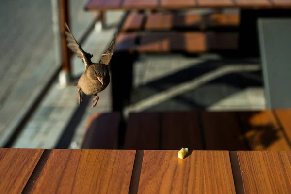 テーブルの上にはパンが置かれていて それに雀が飛びかかる — ストック写真
