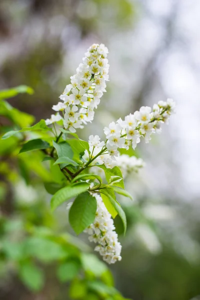 Primavera Quente Flores Branco Amarelas Abriram Acenam Com Seu Cheiro — Fotografia de Stock