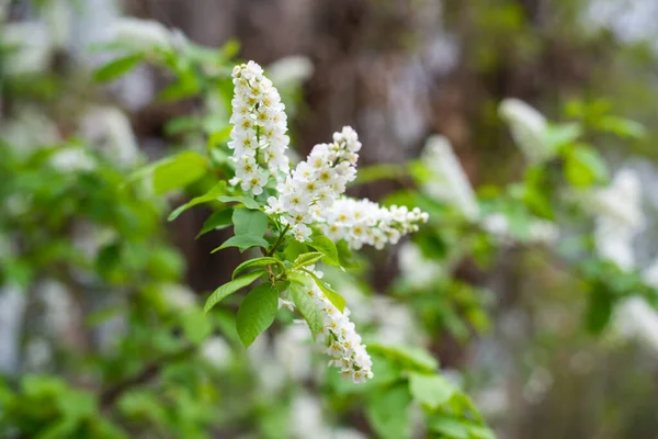 Primavera Quente Flores Branco Amarelas Abriram Acenam Com Seu Cheiro — Fotografia de Stock