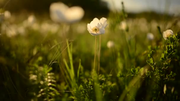 Белые Полевые Цветы Колеблются Ветру Дождем Золотого Заката — стоковое видео