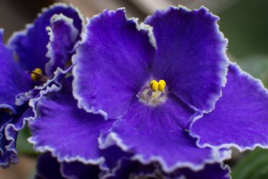 Çiçek açan farklı renkteki menekşelerin makro fotoğrafları