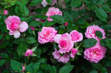 Farklı renklerde çok zengin bir buket.