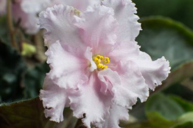 Çiçek açan farklı renkteki menekşelerin makro fotoğrafları