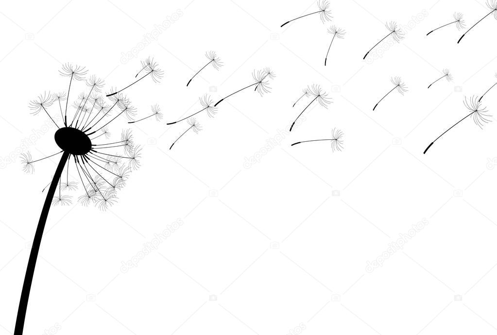 White background with dandelion.