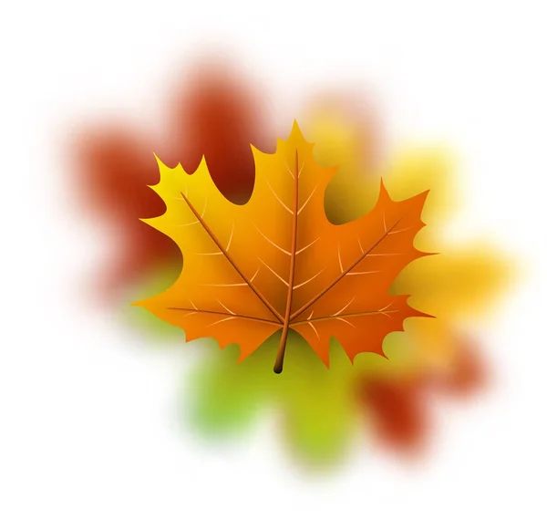 Colorful autumn leaves — Stock Vector