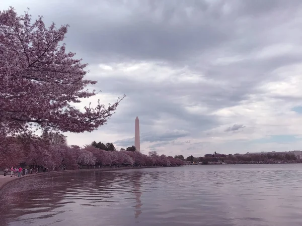 Washington DC cherry blossom - Photo