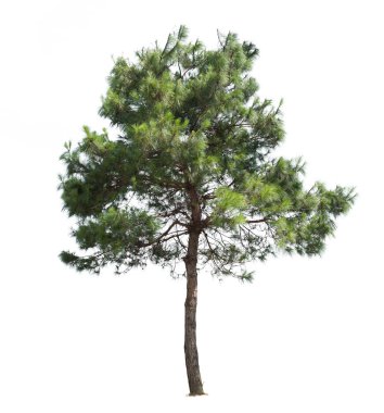 Çam treewhite arka plan