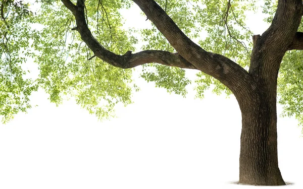 Uzun boylu treeswhite arka plan