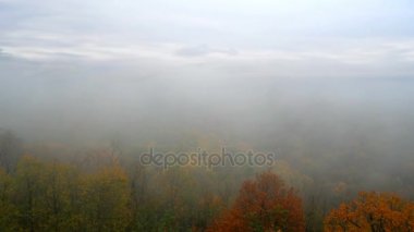 Sisli dağ ormanı manzarası sabah