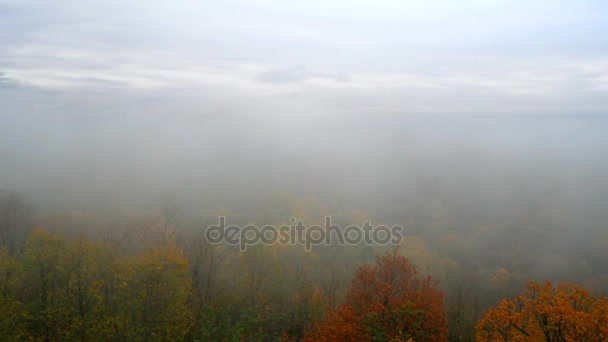 Bosque montañoso nublado por la mañana — Vídeos de Stock