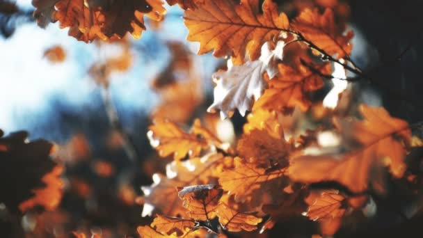 Herbst Frühlingsblätter Der Sonne Verwischter Hintergrund — Stockvideo