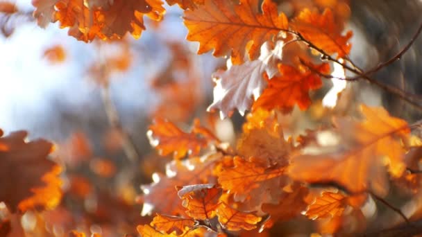 Herbst Frühlingsblätter Der Sonne Verwischter Hintergrund — Stockvideo