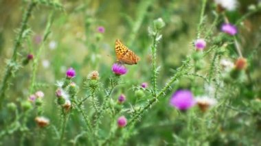 Çiçeğe yakın kelebek