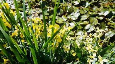 Sulz am Neckar 'daki Glatt şatosu