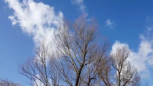 Rüzgardaki Ağaç Mavi Gökyüzü — Stok video