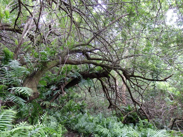 Větve stromu visí nad lesní cestičce — Stock fotografie