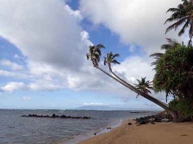 Hindistan cevizi ağacı kayalar ve plaj üzerinde asılı