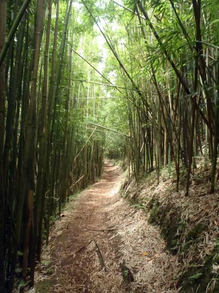 Bambu ormanında iz — Stok fotoğraf