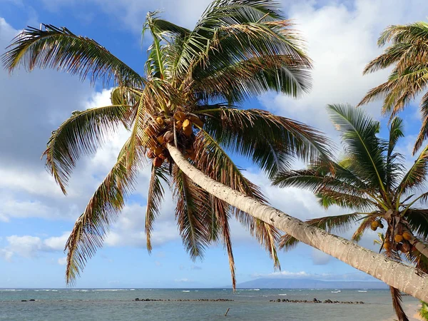 Kokosnöt träd hänger över fiskdamm — Stockfoto