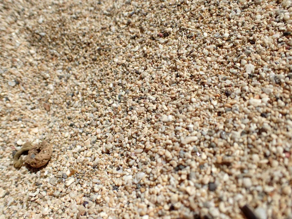 Korn af Oahu Beach Sand - Stock-foto