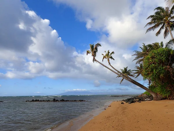 Árbol de coco cuelga sobre el estanque de peces y la playa — Foto de Stock
