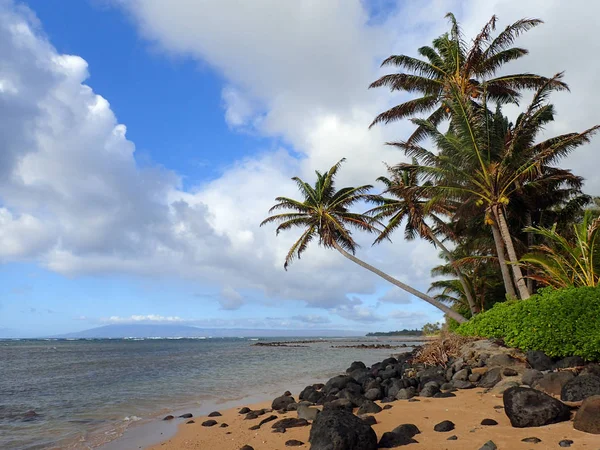 Albero di cocco pende su rocce e spiaggia — Foto Stock