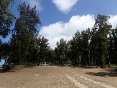 Kuru ot yol çimen, bitki ve Ironwood ağaçları Waimanalo, Hawaii çevrili Okyanusu yakın.