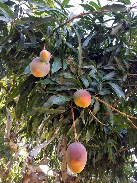 Sun kissed Hayden Mangos of different sizes hang from tree — Stock Photo, Image