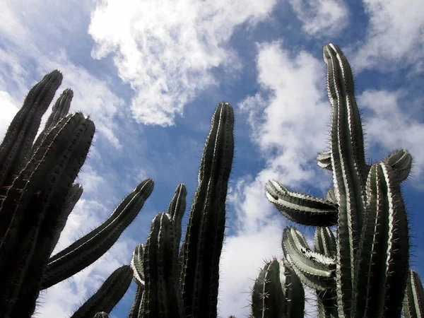 Высокий Сагуаро Кактус — стоковое фото