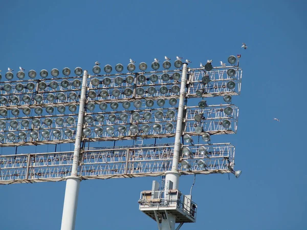 Seagull vogels rusten en vliegen rond stadion-stijl lampen — Stockfoto