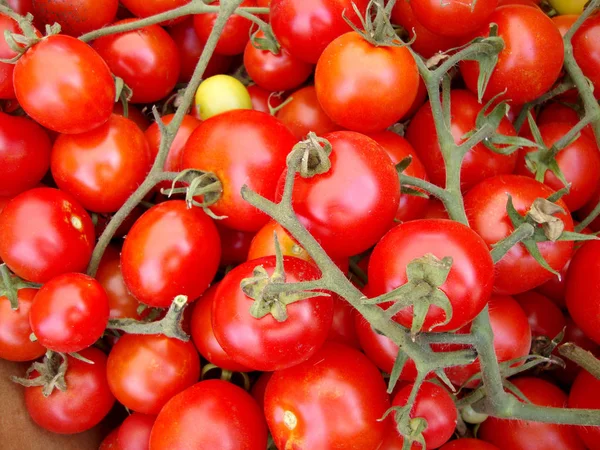 Gäng rosiga röda vinstockar tomater — Stockfoto