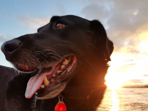Black Retriever Dog Vestindo Uma Luz Laranja Pescoço Língua Regatear — Fotografia de Stock