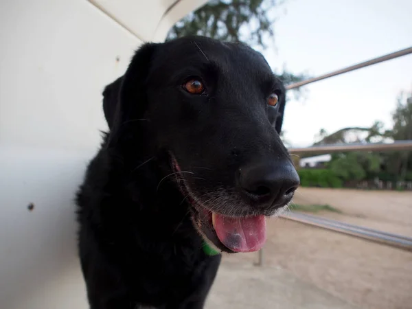 Black Retriever Dog Espeta Língua Torre Salva Vidas Praia Costa — Fotografia de Stock