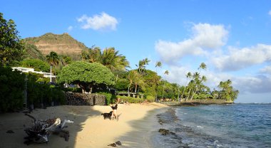Adam Handstanding ile siyah köpek onu dalga olarak algılaması Makalei sahilde kıyıya yolda Oahu, Hawaii üzerinde rulo.                    
