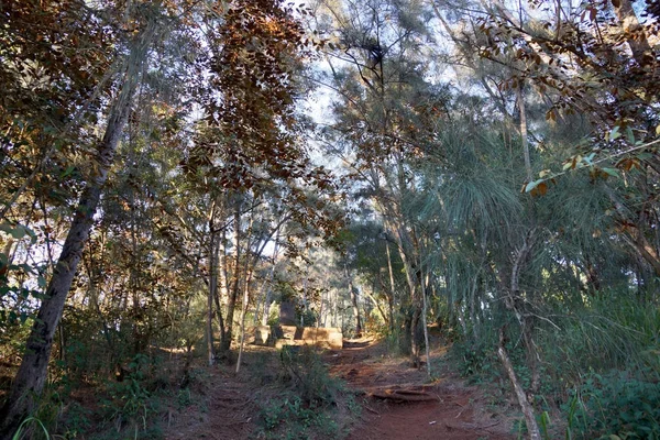 Pfad hinauf in den Wald im Süßwassererholungsgebiet wahiawā — Stockfoto