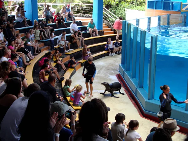 Teatro acuático muestra la belleza de los animales marinos lobos marinos en movimiento — Foto de Stock