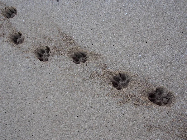 沙地上的狗爪打印线 — 图库照片