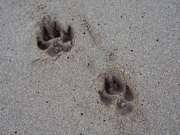 两只狗爪印在沙子里 — 图库照片