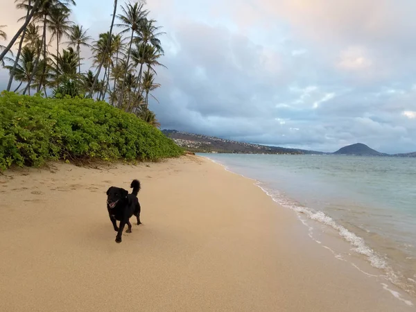Flat Haired Retriever Dog Runs Beach Tail Waging Dusk Coconut — Stock Photo, Image