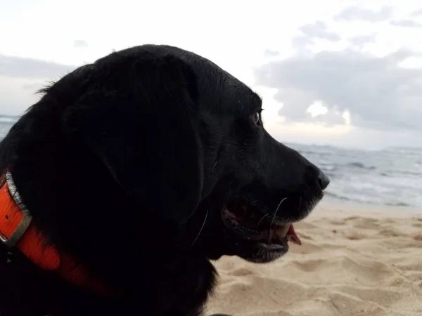 黒いレトリーバー犬首と舌がハワイ オアフ島の海岸から太平洋の眺めと夕暮れ時にハングの上のオレンジ色の光を身に着けています — ストック写真