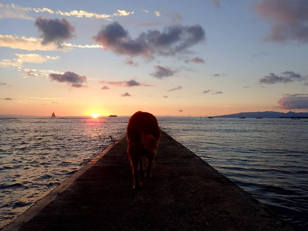 Cachorro Sai Caminho Para Água Pôr Sol Waikiki Havaí — Fotografia de Stock