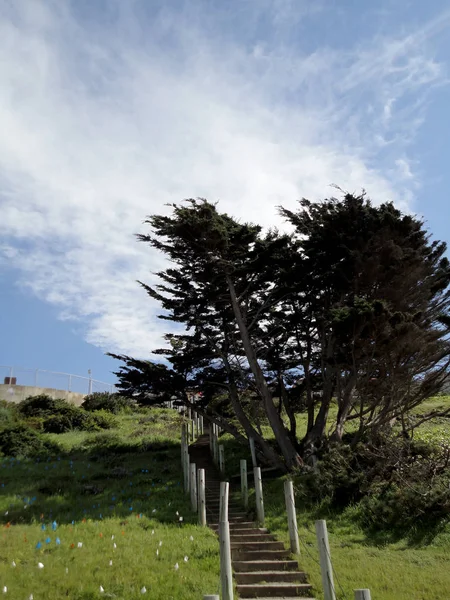 Hillside Stairs Leading Upwards Tree Path China Beach San Francisco — Stock Photo, Image