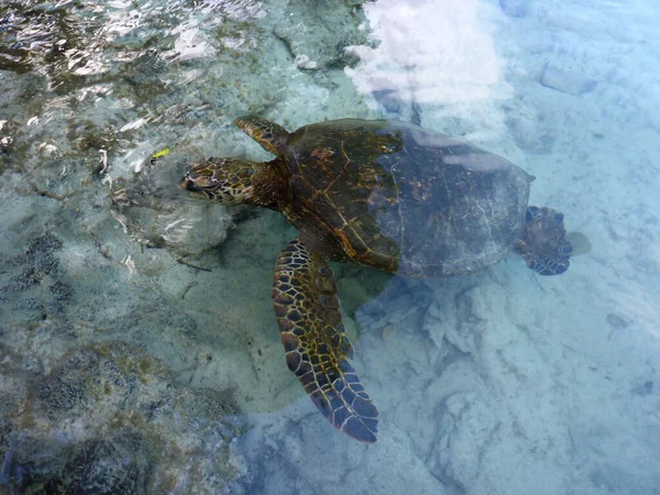 Hawaiian Sea Turtle pops head out of the water as it swims above — Stock Photo, Image