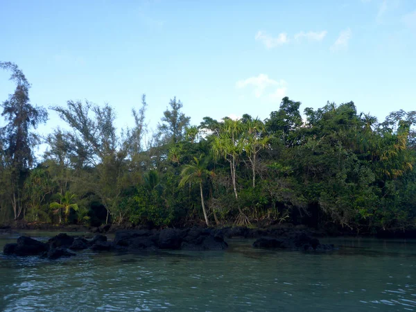 Lava Rock and trees in Ocean water and fresh water merge area of — ストック写真