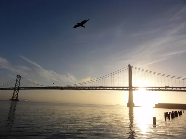 Seagulls fly in front of San Francisco side of Bay Bridge — Stock Photo, Image