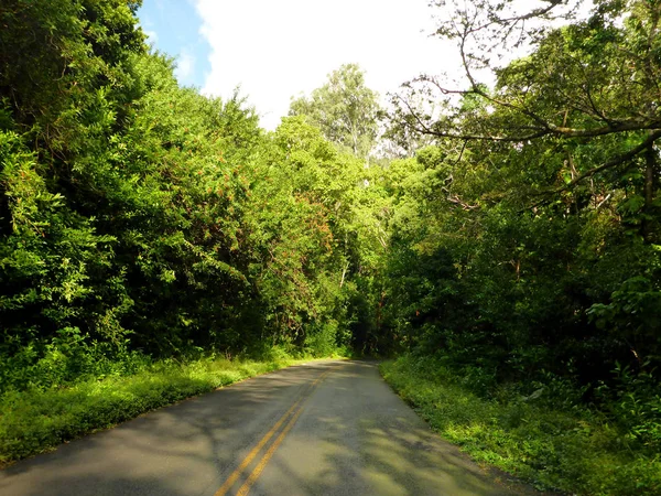 Vägen nerför Tantalus berg med lummiga träd längs vägen — Stockfoto