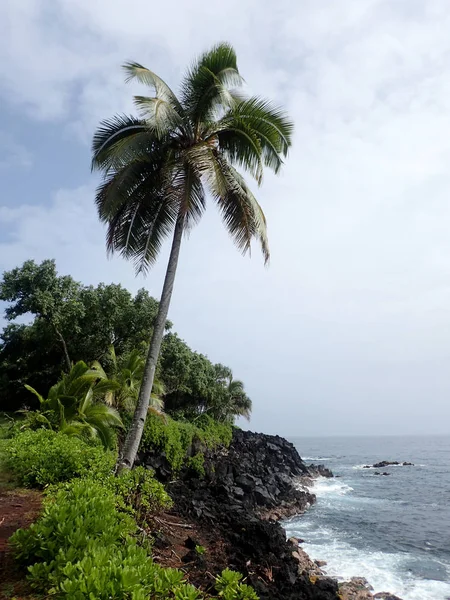 Coqueiro pendurado sobre a água do oceano na costa — Fotografia de Stock